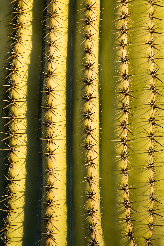 Saguaro cactus detail, Tucson, Pima County, Arizona, United States of America, North America