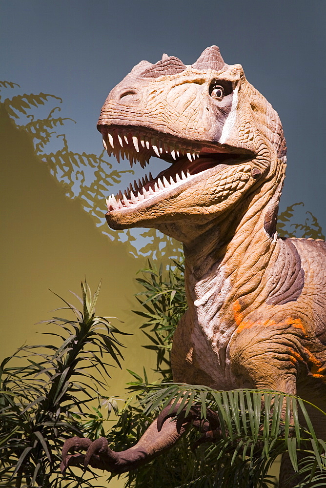 Allosaurus Fragilis in the Museum of Natural History and Science, Cincinnati Museum Center at Union Terminal, Cincinnati, Ohio, United States of America, North America