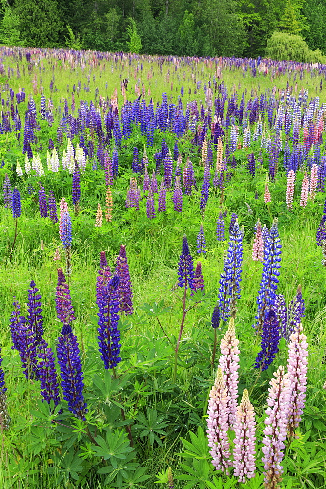 Field of wild lupines, Tacoma, Washington State, United States of America, North America