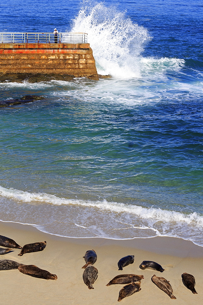 Harbor seals, La Jolla, San Diego, California, United States of America, North America