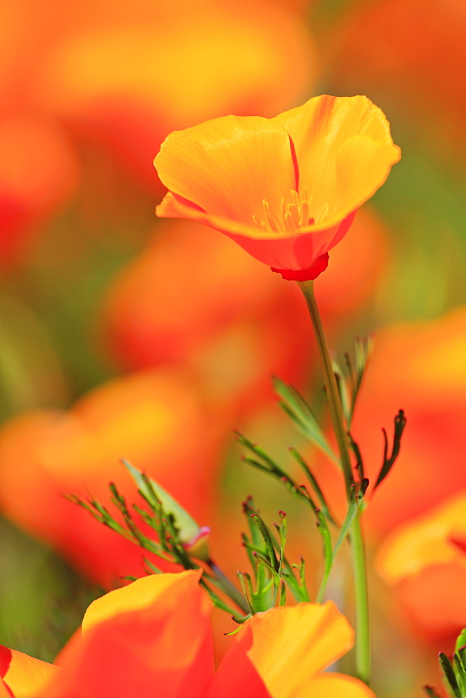 Poppy flowers, Malibu Creek State Park, Los Angeles, California, United States of America, North America