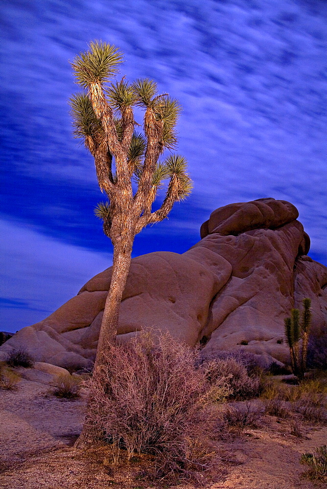 Light Painting of Joshua Tree under full Moon, Jumbo Rocks area, Joshua Tree National Park, California, United States of America, North America