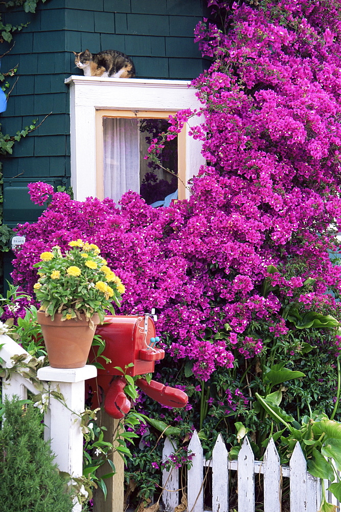 Cat on window, Pacific Grove, Monterey, California, United States of America, North America