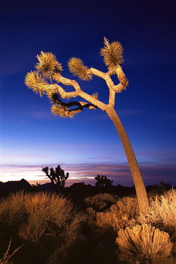 Indian Cove, Joshua Tree National Park, California, United States of America, North America