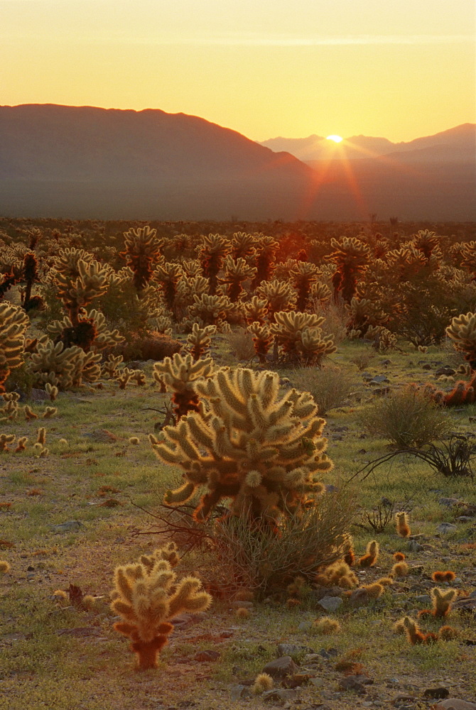 Cholla Cactus Garden, Joshua Tree National Park, California, United States of America, North America