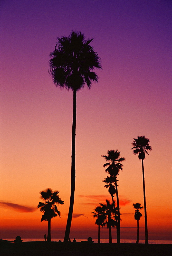 Palm trees at sunset, Venice Beach, Los Angeles, California, United States of America, North America