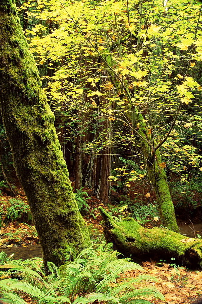 Big leaf maple, Cathedral Grove, Muir Woods National Monument, California, United States of America, North America