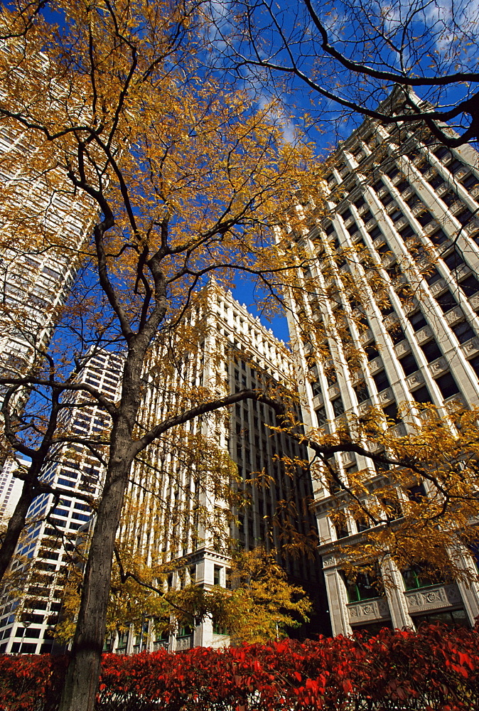 Fall color, Wrigley Tower Plaza, Chicago, Illinois, United States of America, North America