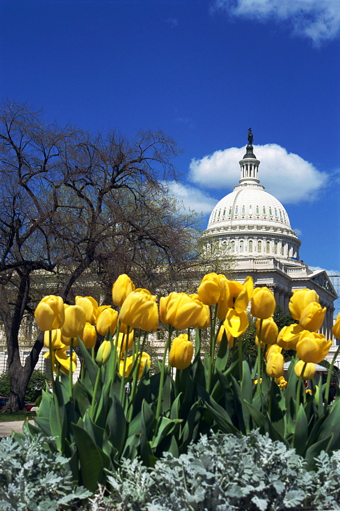 Capitol, Washington D.C., United States of America, North America