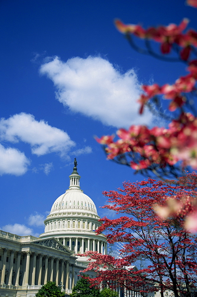 Capitol, Washington D.C., United States of America, North America