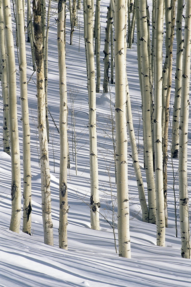 Aspen trees, San Francisco Peaks, Arizona, United States of America, North America