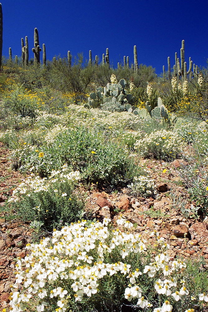 Wildflowers and cacti, Rincon Mountains, Tucson, Arizona, United States of America, North America