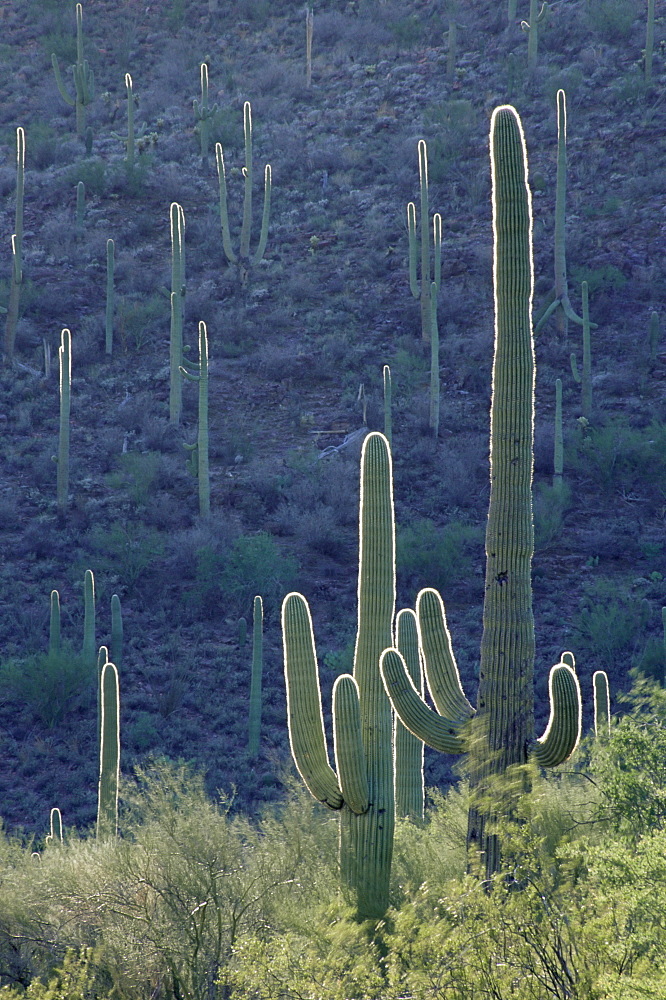 Saguaro cacti, Tucson Mountain Park, Tucson, Arizona, United States of America, North America