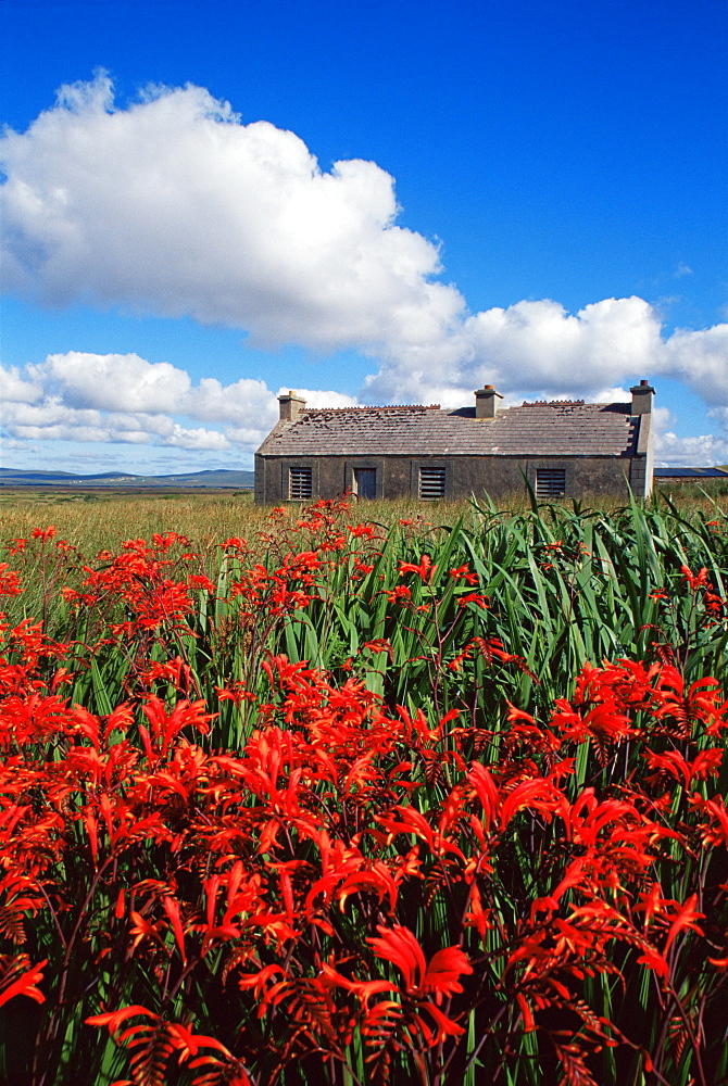 Montbretia flowers and old cottage, Blacksod Bay, County Mayo, Connacht, Republic of Ireland, Europe