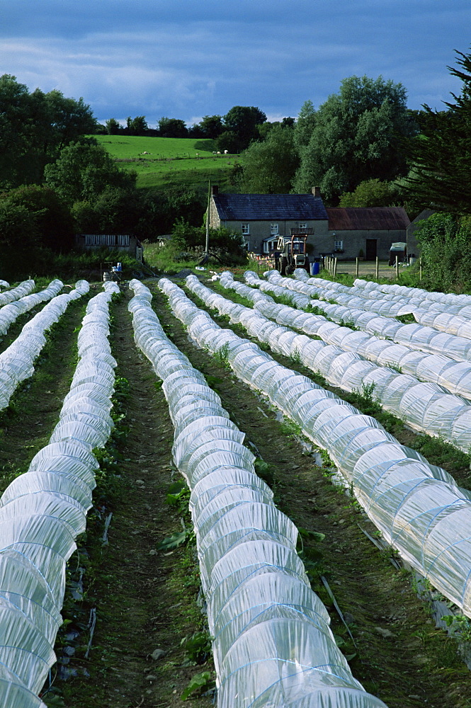 Strawberry farm, Boyne Valley, County Meath, Leinster, Republic of Ireland, Europe