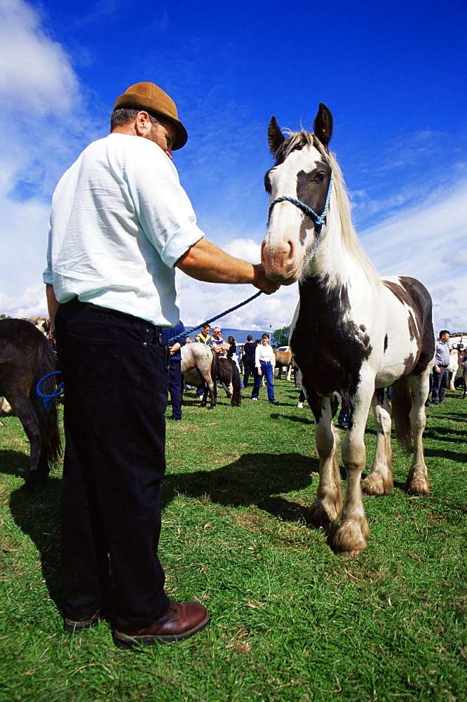 Horse at Puck Fair, Killorglin Town, County Kerry, Munster, Republic of Ireland, Europe