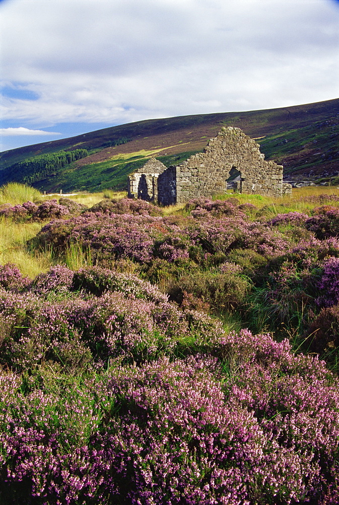 Ruin near Wicklow Gap, Wicklow Mountains, County Wicklow, Leinster, Republic of Ireland, Europe