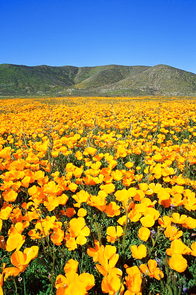 California poppy, East County area, San Diego, California, United States of America, North America