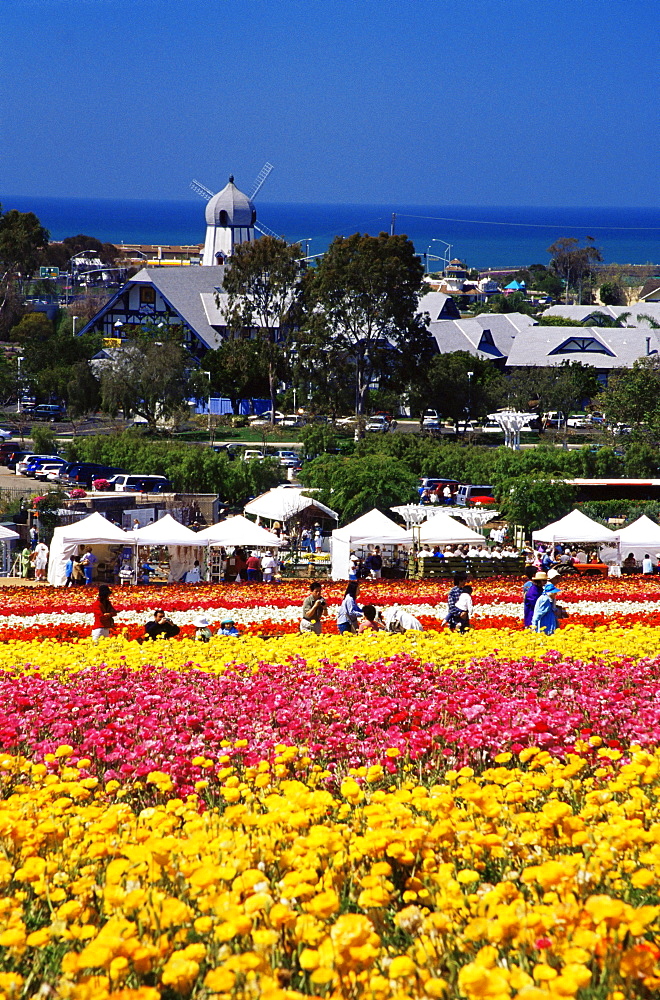 Flower fields, Carlsbad Ranch, North County San Diego, California, United States of America, North America