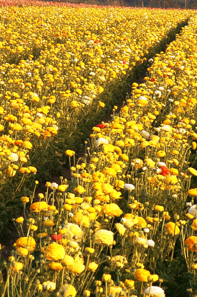 Flower fields, Carlsbad, San Diego County, California, United States of America, North America