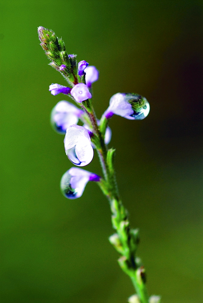 Wild flower, Dali, Yunnan, China, Asia