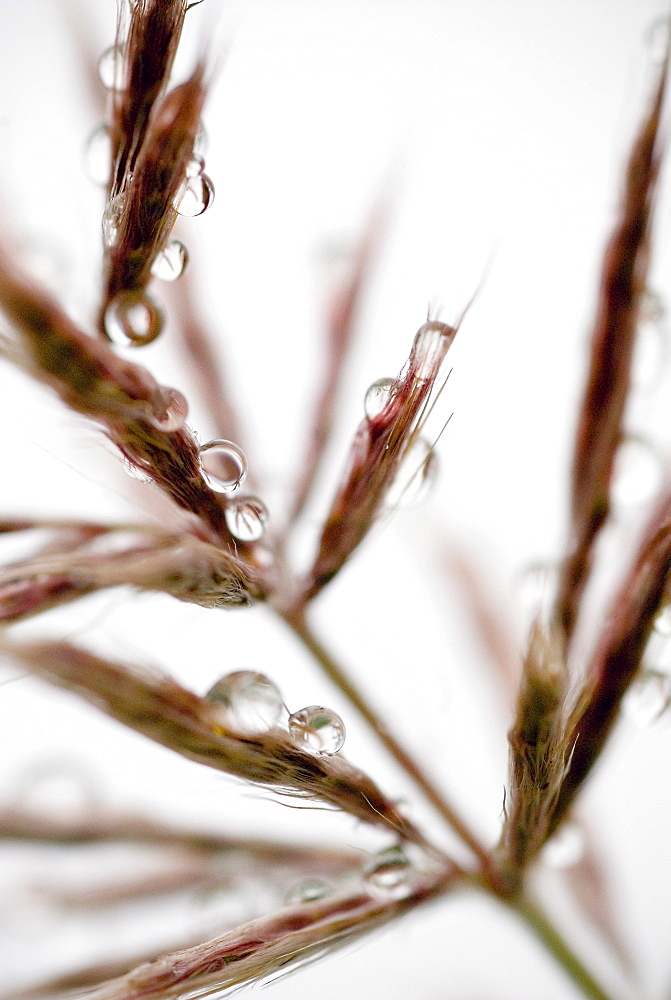 Water droplets on grass, Dali, Yunnan, China, Asia