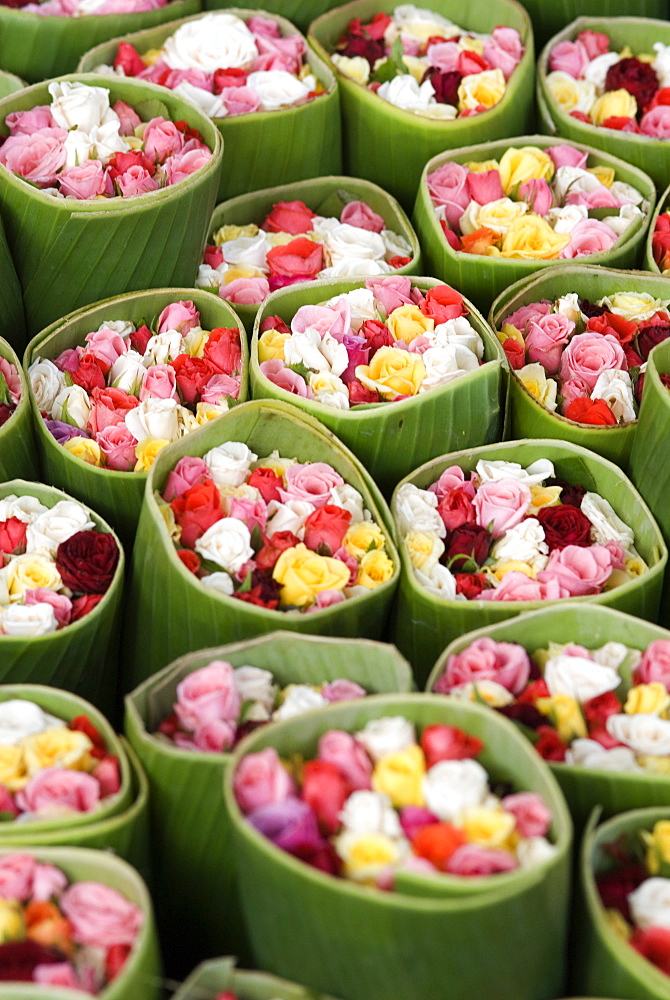 Roses for sale, Chatuchak weekend market, Bangkok, Thailand, Southeast Asia, Asia