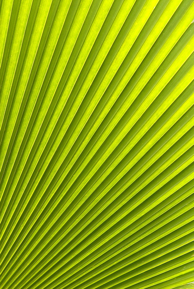 Palm leaf, Botanical Gardens, Georgetown, Penang, Malaysia, Southeast Asia, Asia