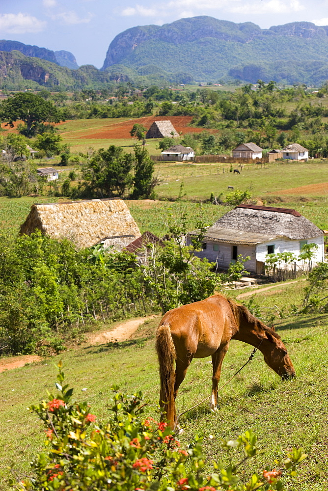 Horse grazing on a hillside in the Valle de Vinales, Pinar del Rio Province, Cuba, West Indies, Central America