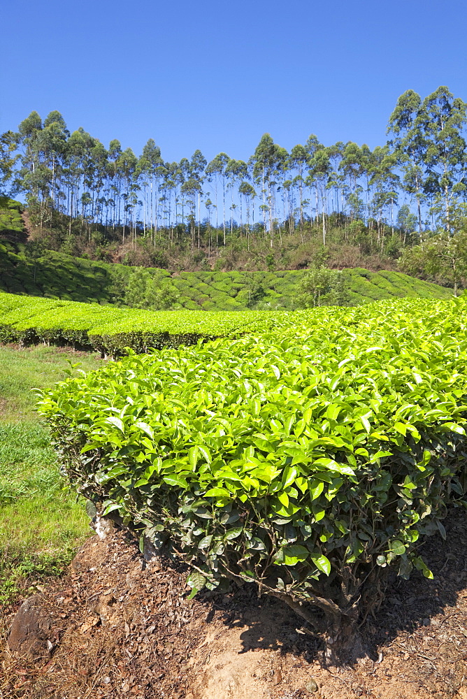 Tea plantation in the mountains of Munnar, Kerala, India, Asia 