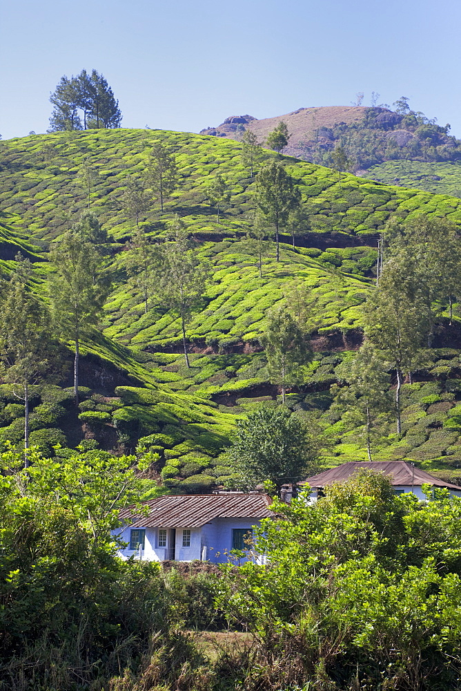 Tea plantation in the mountains of Munnar, Kerala, India, Asia 