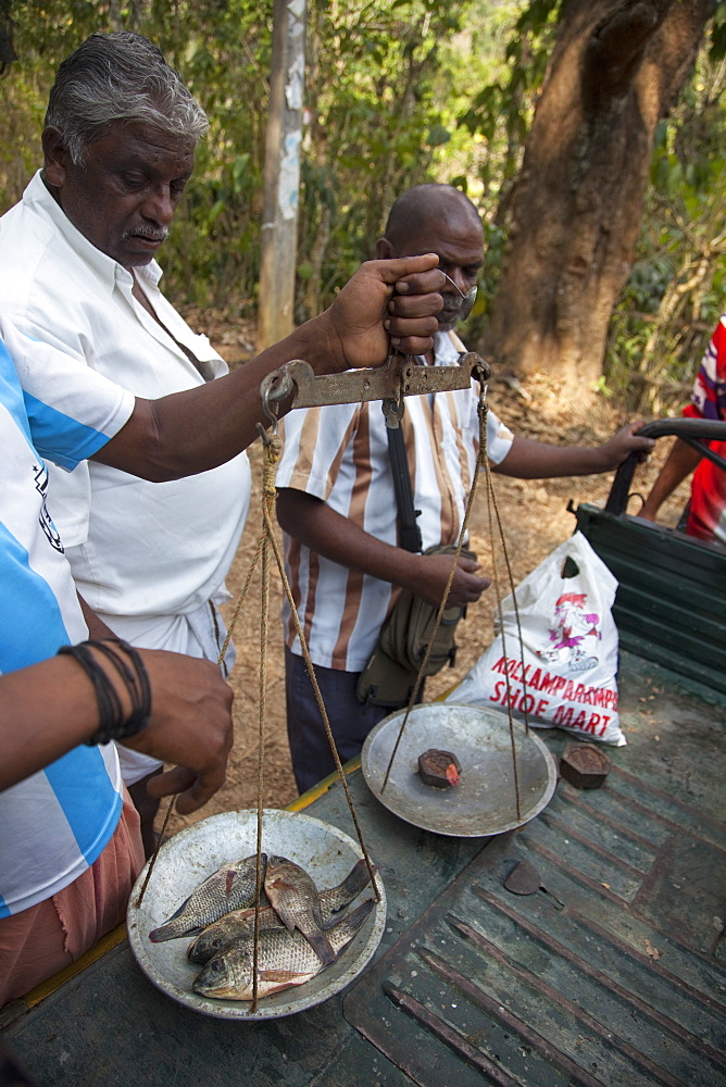 Mobile fishmonger weighing fish in Periyar, Kerala, India, Asia 