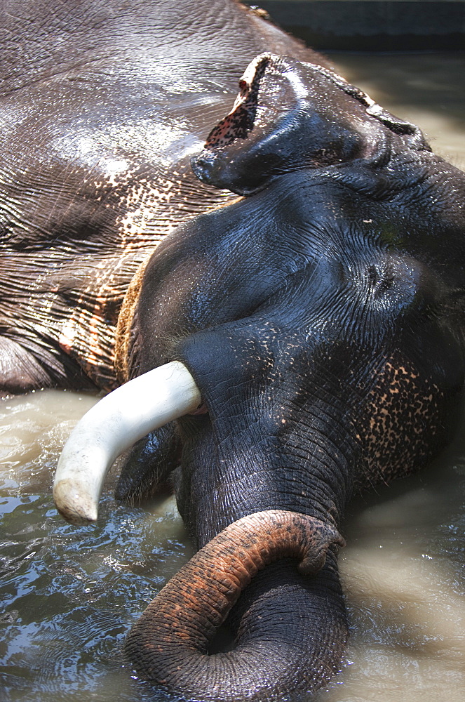 Bathing elephant in Periyar National Park, Kerala, India, Asia 