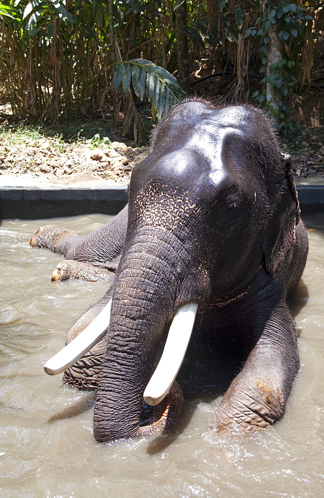 Bathing elephant in Periyar National Park, Kerala, India, Asia 