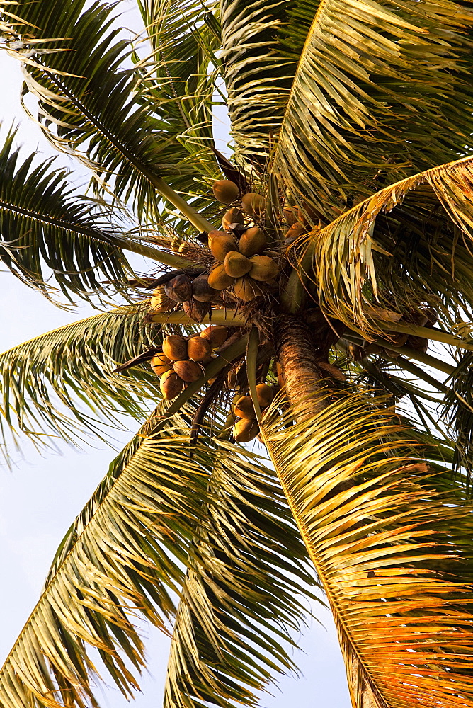 Coconut palm, Kerala, India, Asia 