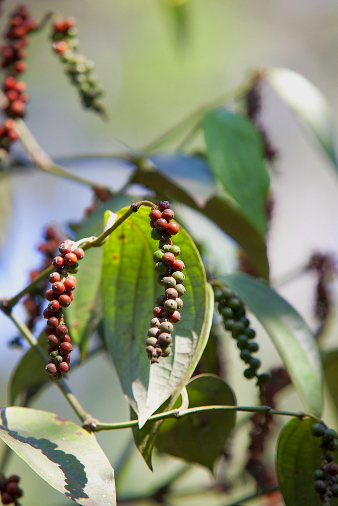 Peppercorn plant, Kerala, India, Asia 