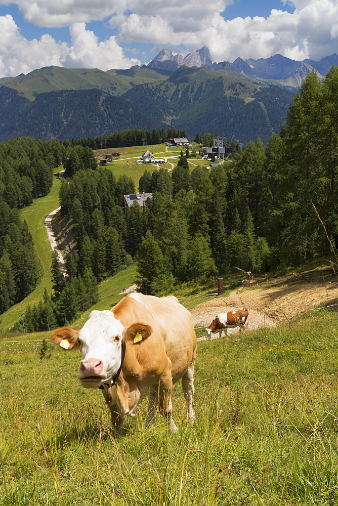 Cows grazing near the Rosengarten Mountains in the Dolomites near Canazei, Trentino-Alto Adige, Italy, Europe 