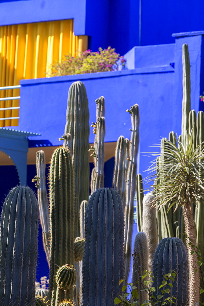 Cactus in the garden of the Villa Majorelle, Marrakech, Morocco, North Africa, Africa