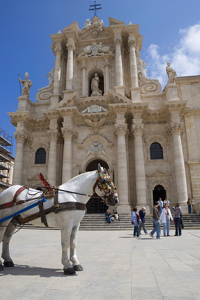 Horse in front of the cathedral, Piazza Duomo, Ortygia, Syracuse, Sicily, Italy, Europe