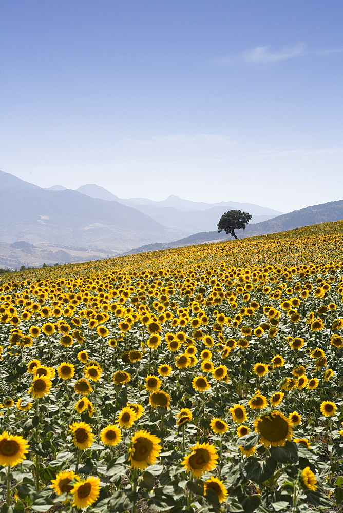 Sunflowers, near Ronda, Andalucia, Spain, Europe