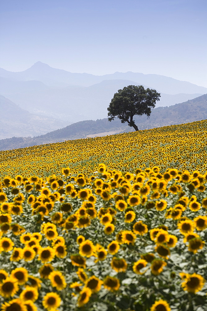 Sunflowers, near Ronda, Andalucia (Andalusia), Spain, Europe