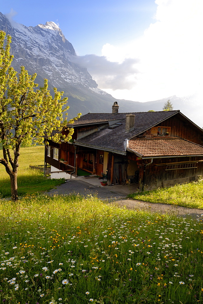 Spring alpine flower meadow and chalet, Grindelwald, Bern, Switzerland, Europe