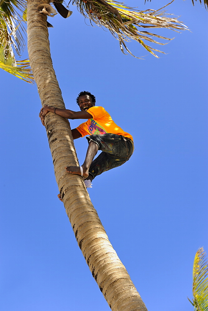 Man climbing a palm tree to get coconuts, Bwejuu Beach, Zanzibar, Tanzania, East Africa, Africa