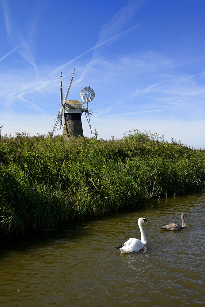 Swans in front of St. Benet's windmill on the River Thurne, Thurne, Norfolk, England, United Kingdom, Europe