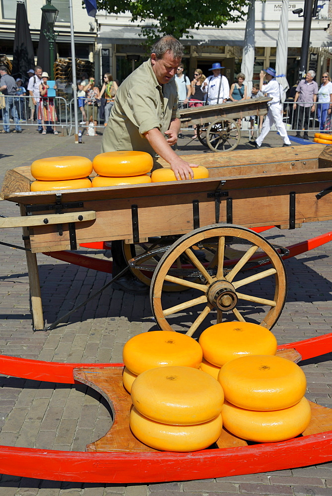 Loading cheese wheels from a wooden sledge onto a traditional wooden cart, Waagplein Square, Alkmaar, North Holland, Netherlands, Europe