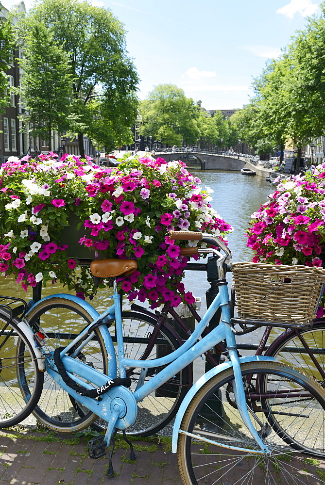 Brightly coloured blue bicycle and flower baskets on a bridge over a canal, Utrechtsestraat, Amsterdam, North Holland, Netherlands, Europe