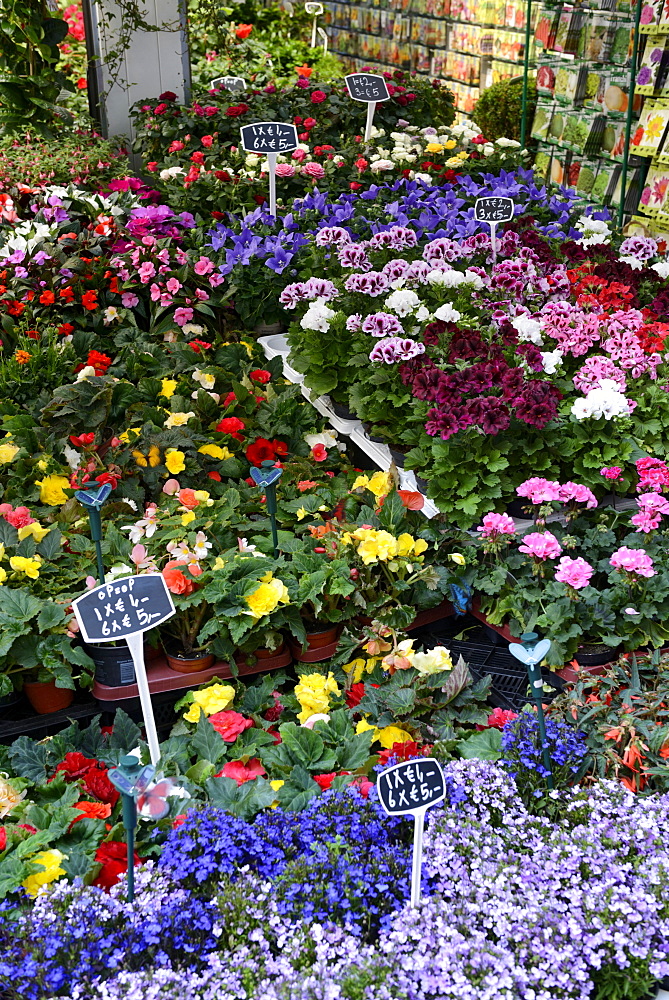 Displays of flowers on the floating flower market (Bloemenmarkt), Singel, Amsterdam, North Holland, Netherlands, Europe