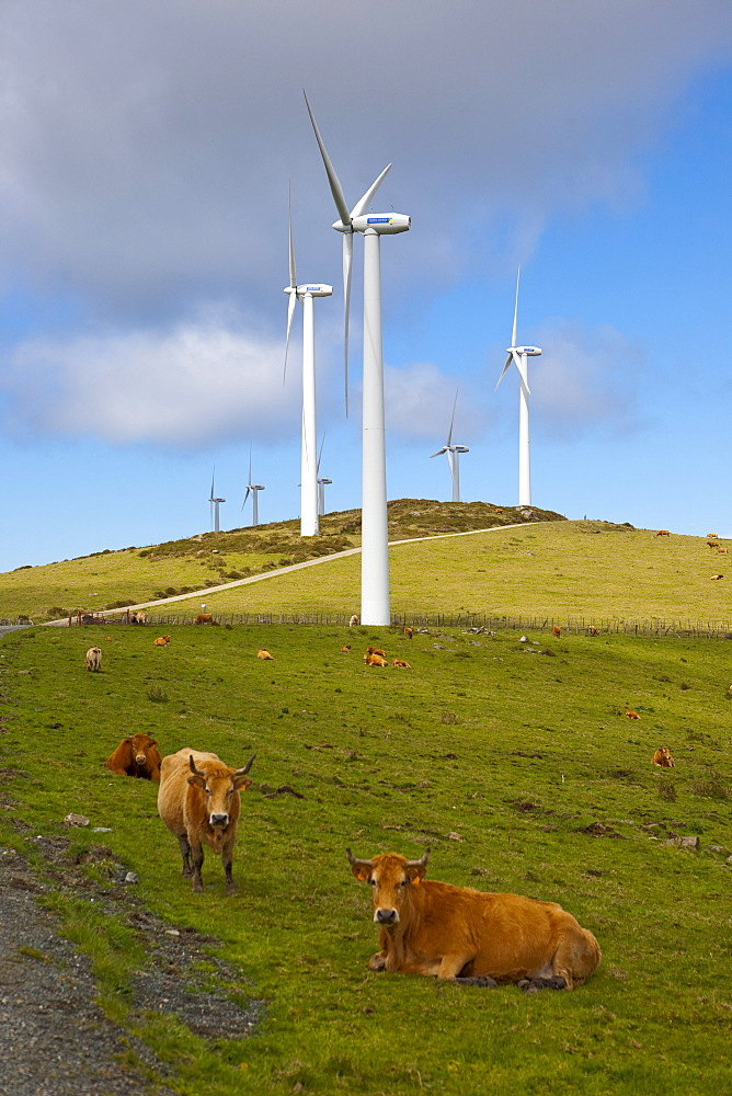 Wind farm and cows, Ortiguera area, A Coruna, Galicia, Spain, Europe