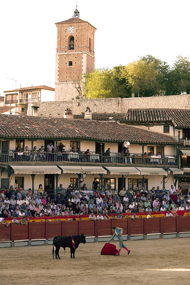 Young bulls (novillos) in the main square of the village used as the Plaza de Toros, Chinchon, Comunidad de Madrid, Spain, Europe