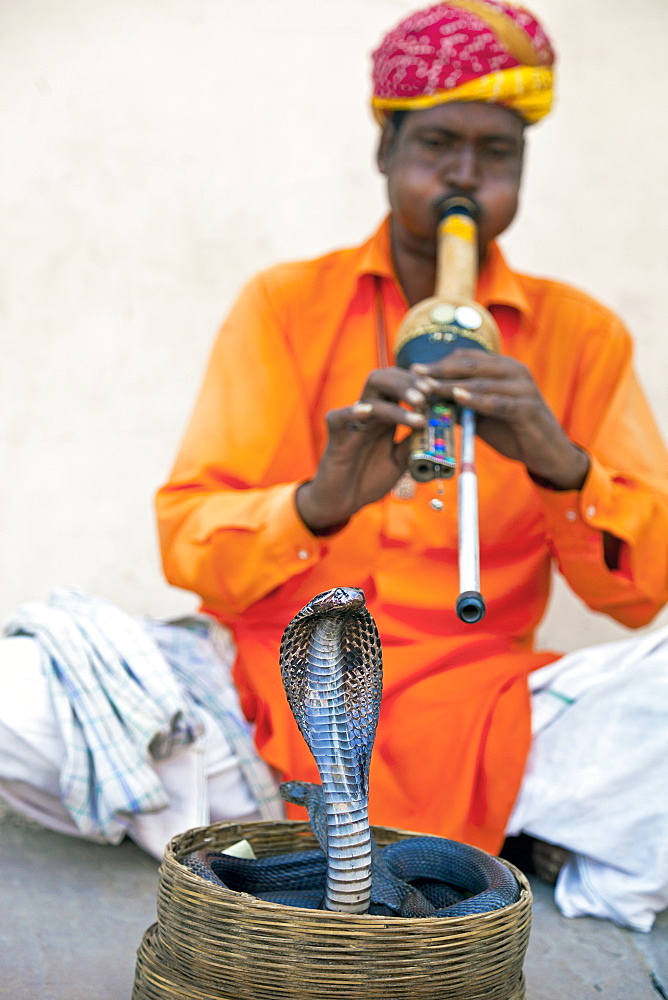 Cobra snake charmer outside the City Palace, Jaipur, Rajasthan, India, Asia